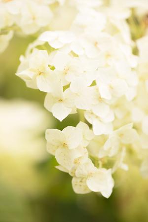 Photographic Print, , small