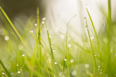 Photographic Print, , small