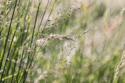 Photographic Print, , small