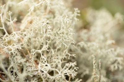 Photographic Print, , small