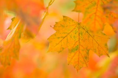 Photographic Print, , small