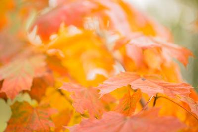 Photographic Print, , small