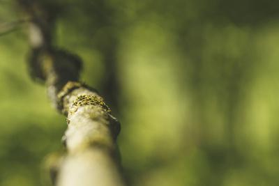 Photographic Print, , small