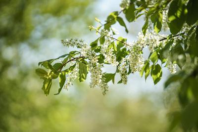 Photographic Print, , small