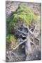 Gnarled vegetation in Cap de Creus, Costa Brava, Catalonia, Spain-Peter Kreil-Mounted Photographic Print