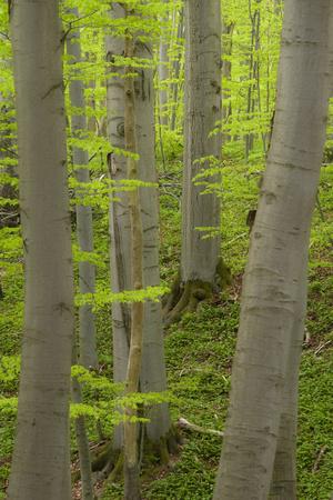 Photographic Print, , small