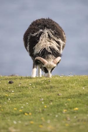 Photographic Print, , small