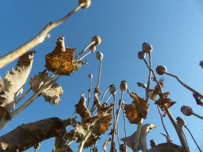 Photographic Print, , small