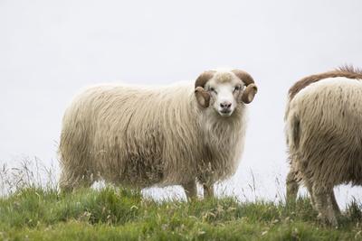 Photographic Print, , small