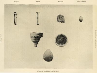 Photographic Print, , small