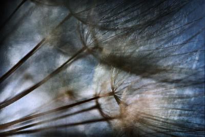 Photographic Print, , small