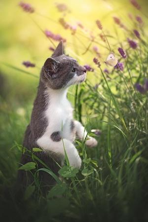 Photographic Print, , small