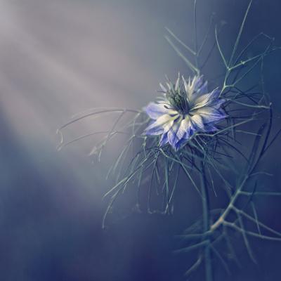 Photographic Print, , small
