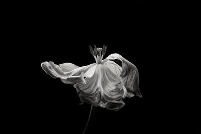 Photographic Print, , small