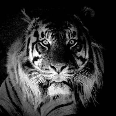 Photographic Print, , small