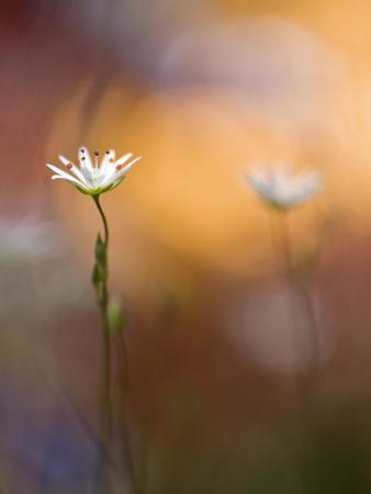 Photographic Print, , small