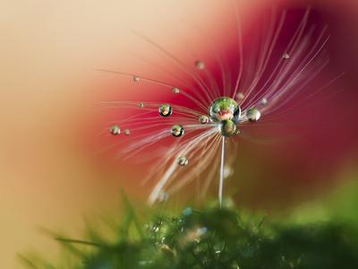 Photographic Print, , small