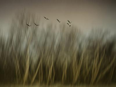 Photographic Print, , small