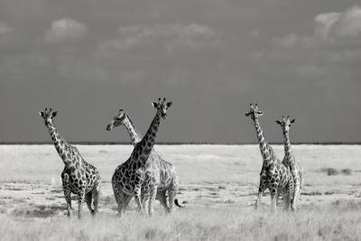 Photographic Print, , small