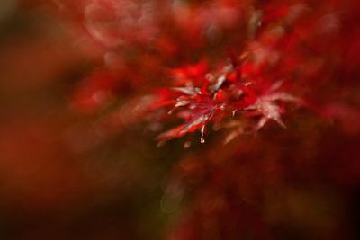 Photographic Print, , small