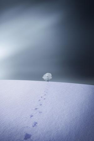 Photographic Print, , small
