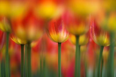 Photographic Print, , small