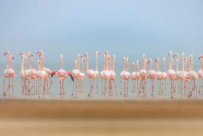 Photographic Print, , small