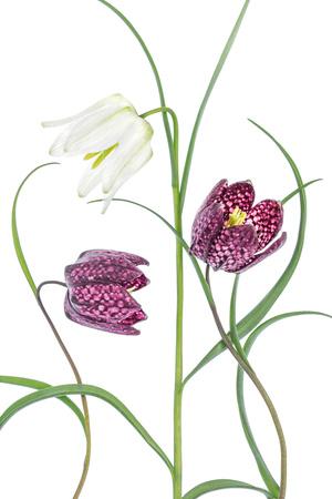 Photographic Print, , small