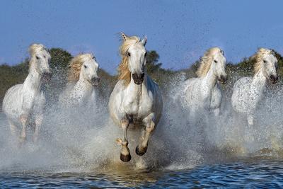 Photographic Print, , small