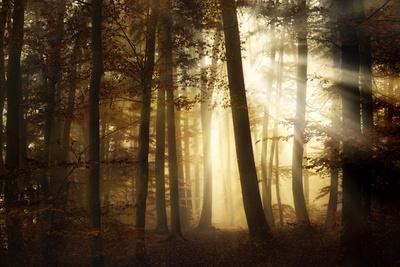 Photographic Print, , small