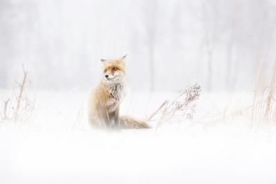 Photographic Print, , small
