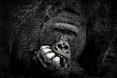 Photographic Print, , small