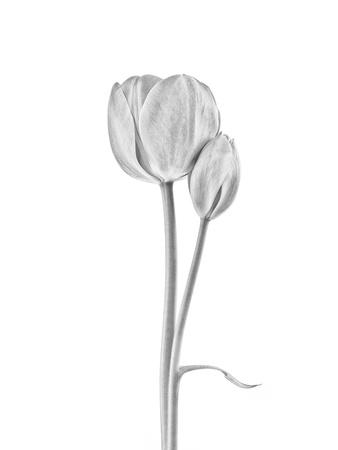 Photographic Print, , small