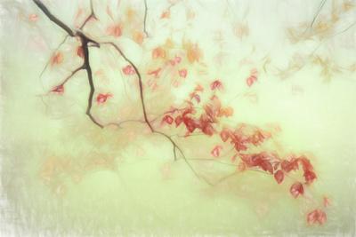 Photographic Print, , small
