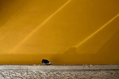 Photographic Print, , small