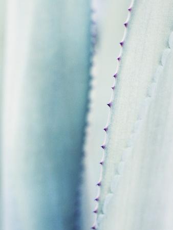 Photographic Print, , small