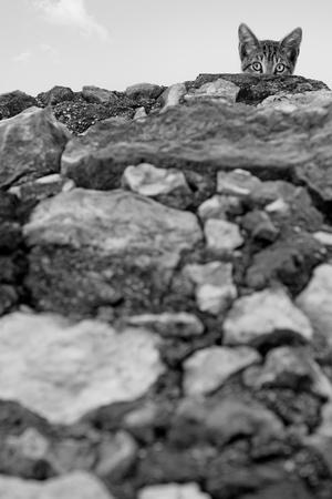 Photographic Print, , small