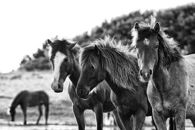 Photographic Print, , small