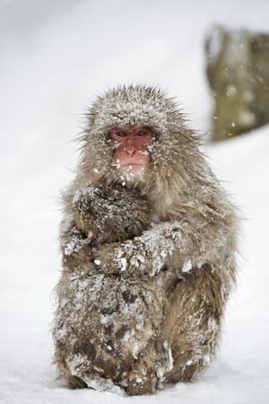 Photographic Print, , small