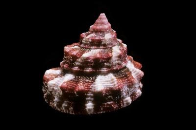 Photographic Print, , small