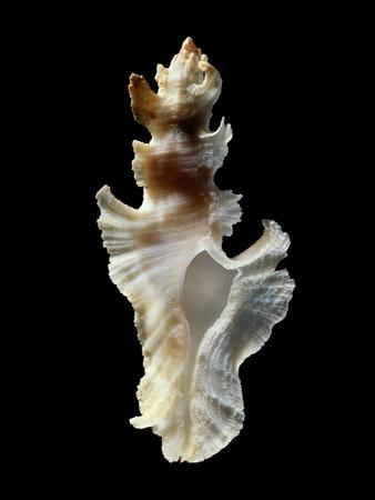 Photographic Print, , small