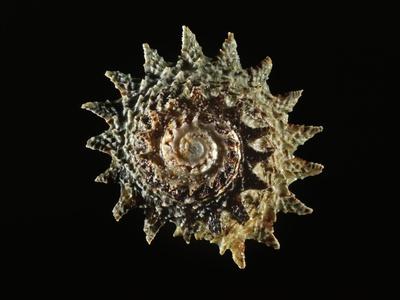 Photographic Print, , small