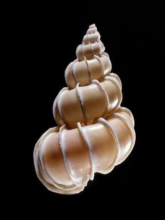 Photographic Print, , small