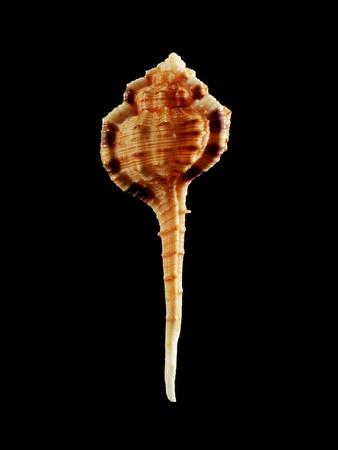 Photographic Print, , small