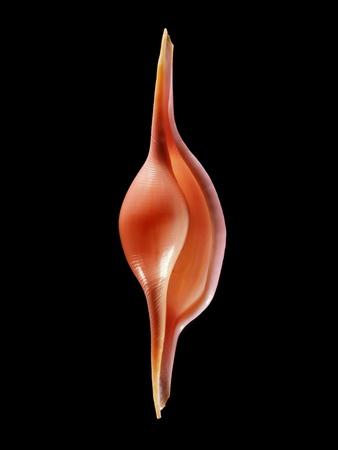 Photographic Print, , small