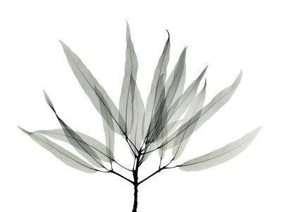 Photographic Print, , small