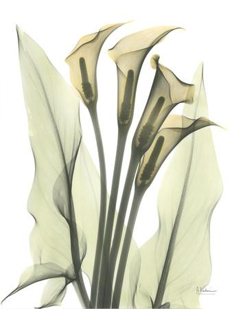 Photographic Print, , small