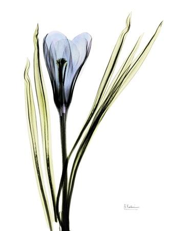 Photographic Print, , small
