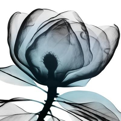 Photographic Print, , small