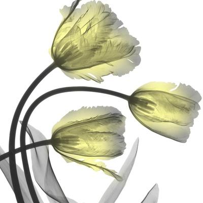 Photographic Print, , small